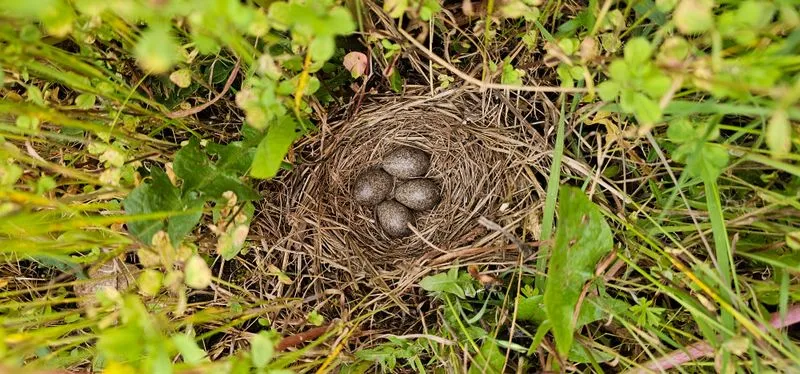 Nesting bird